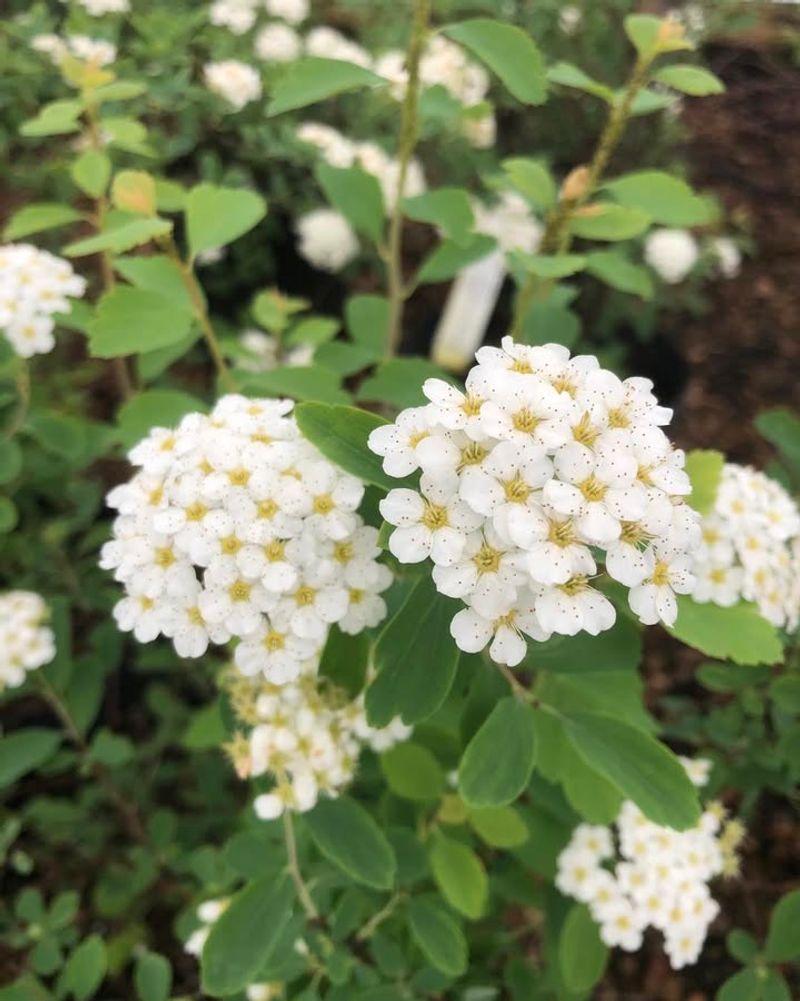 Spirea