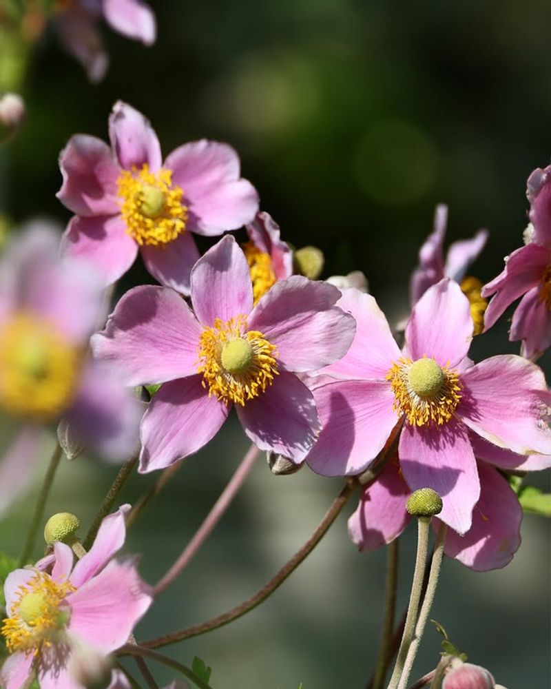 Japanese Anemone