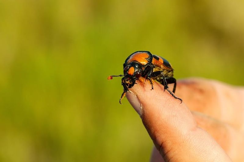American Burying Beetle