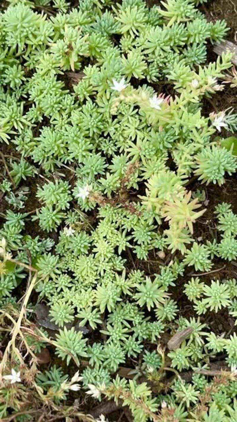 Sedum album (White Stonecrop)