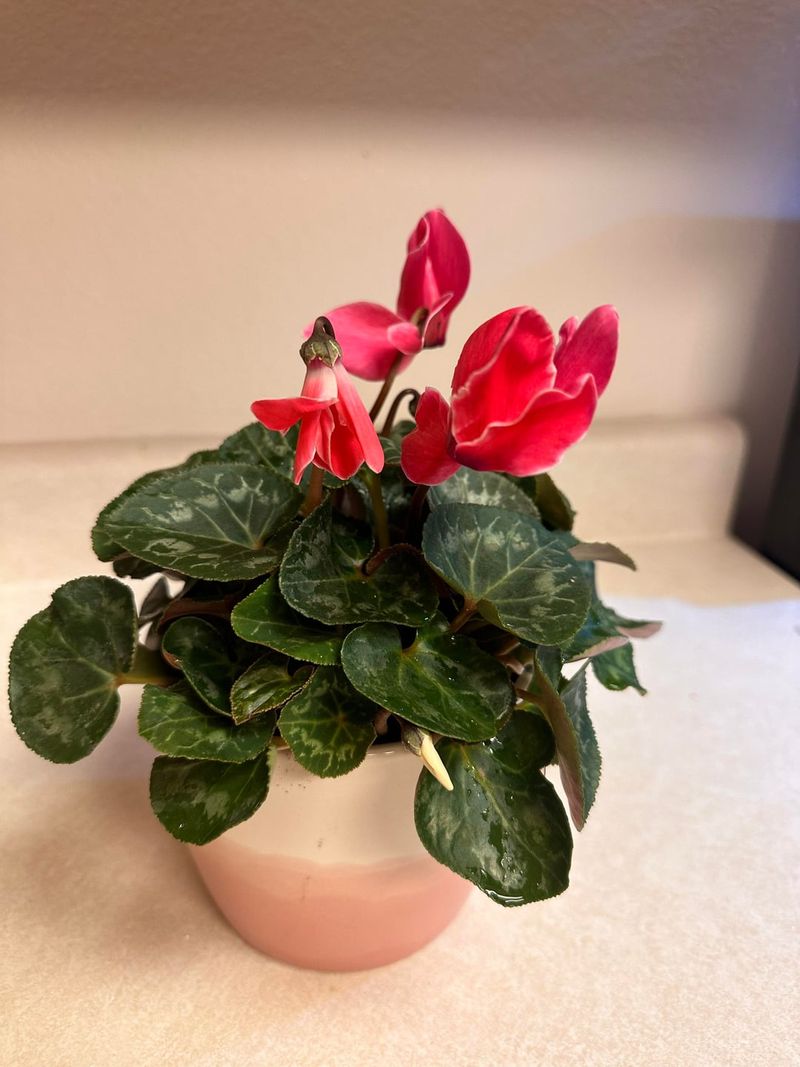 Stunning Heart-Shaped Leaves Add Extra Appeal