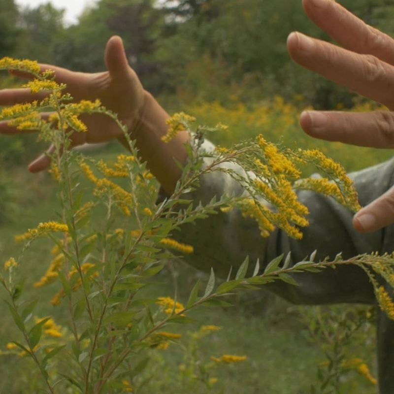 Native Americans Used Goldenrod As Medicine