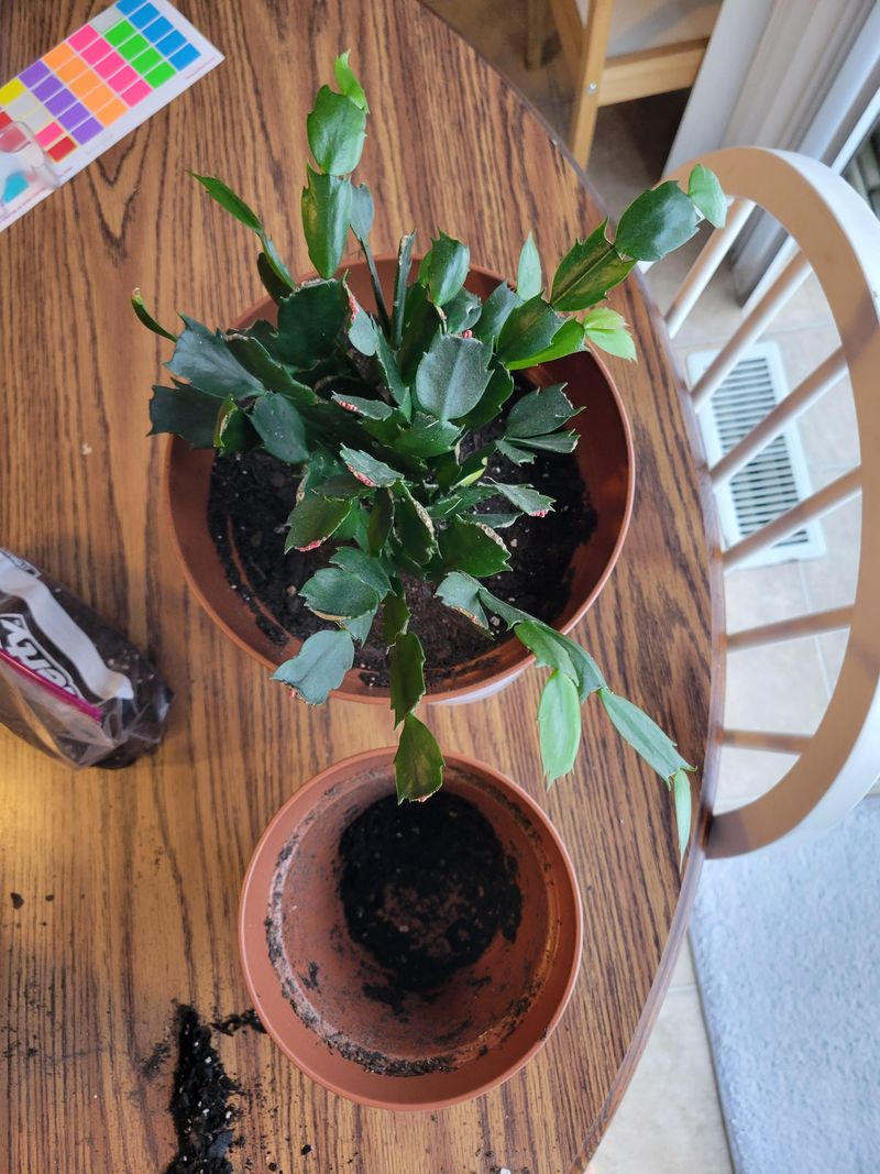 Repotting Too Frequently Or At Wrong Times