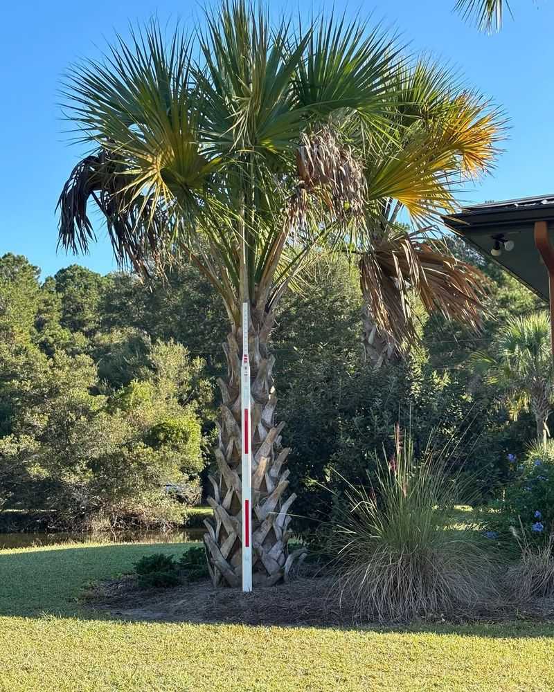 Palm Trees With Hanging Fronds