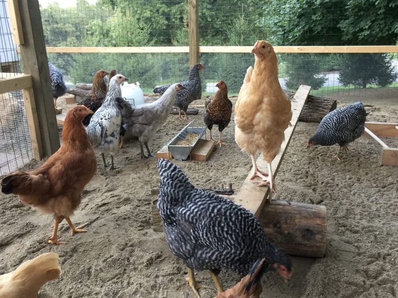 Unregistered Chicken Coops