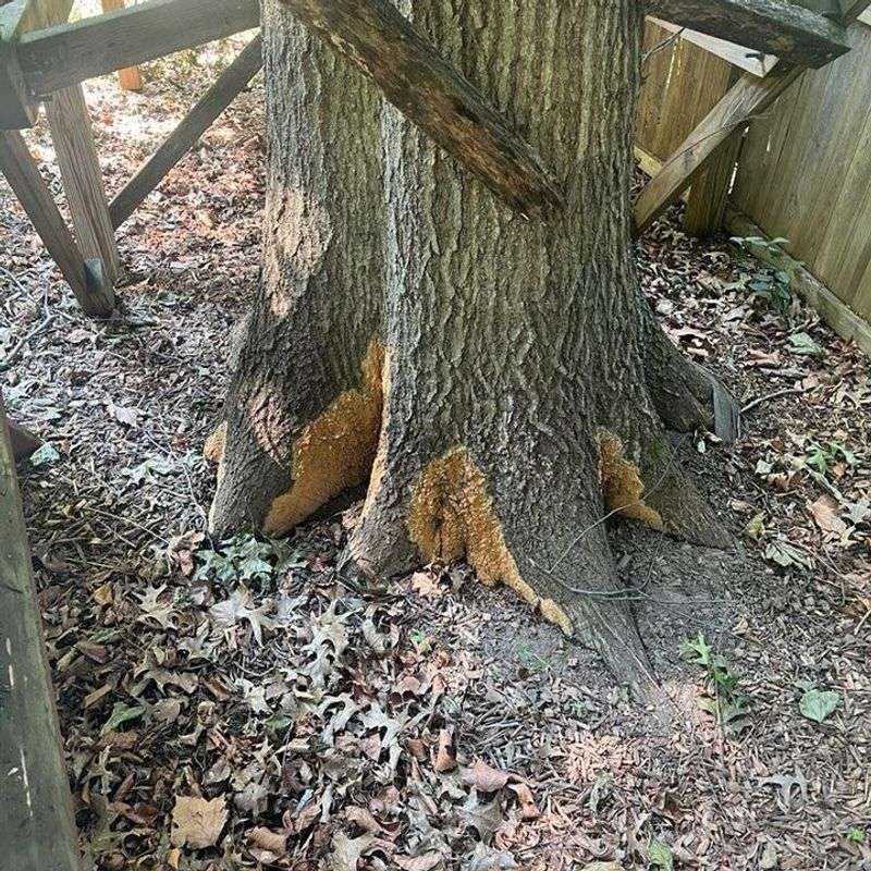 Root Damage And Underground Issues