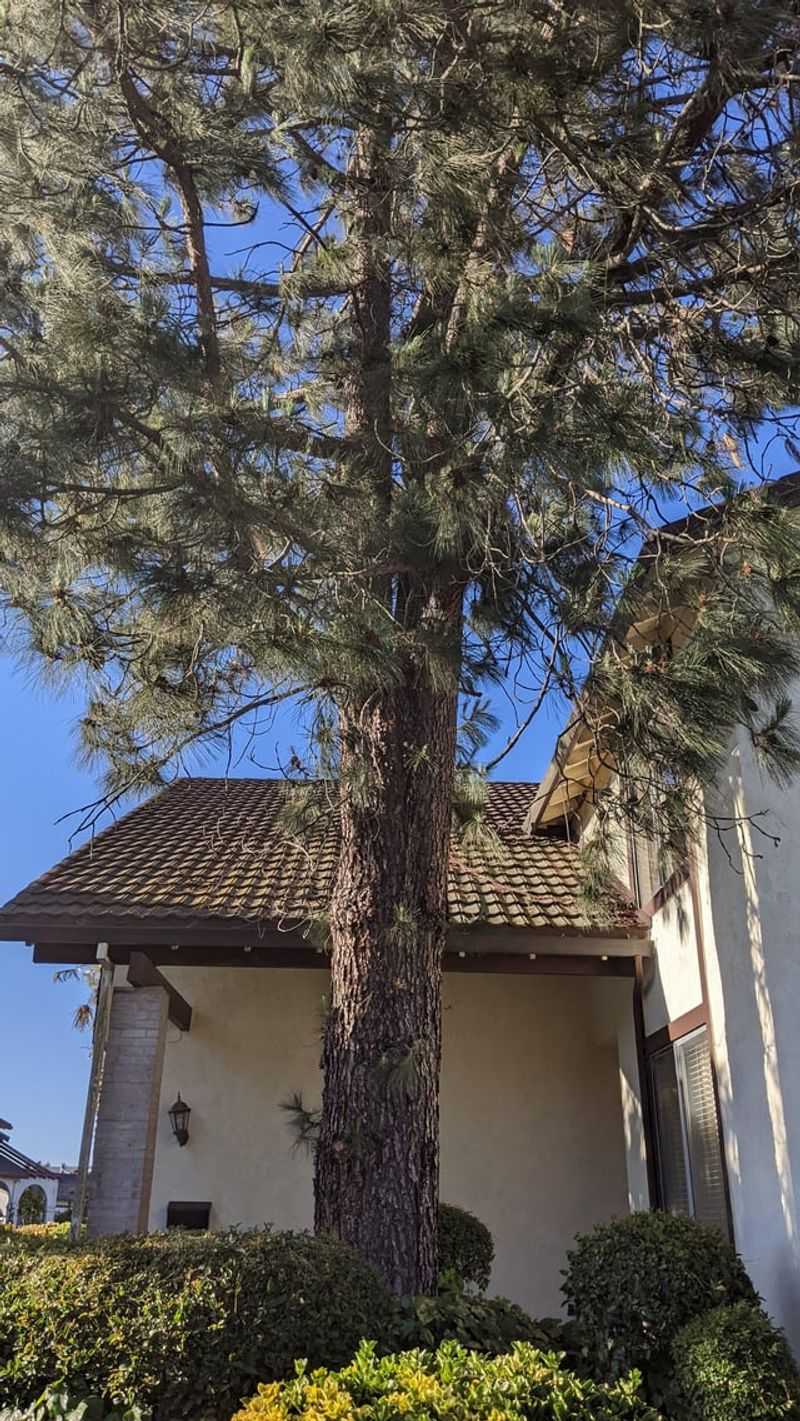 You Cannot Force Your Neighbor to Remove Their Tree