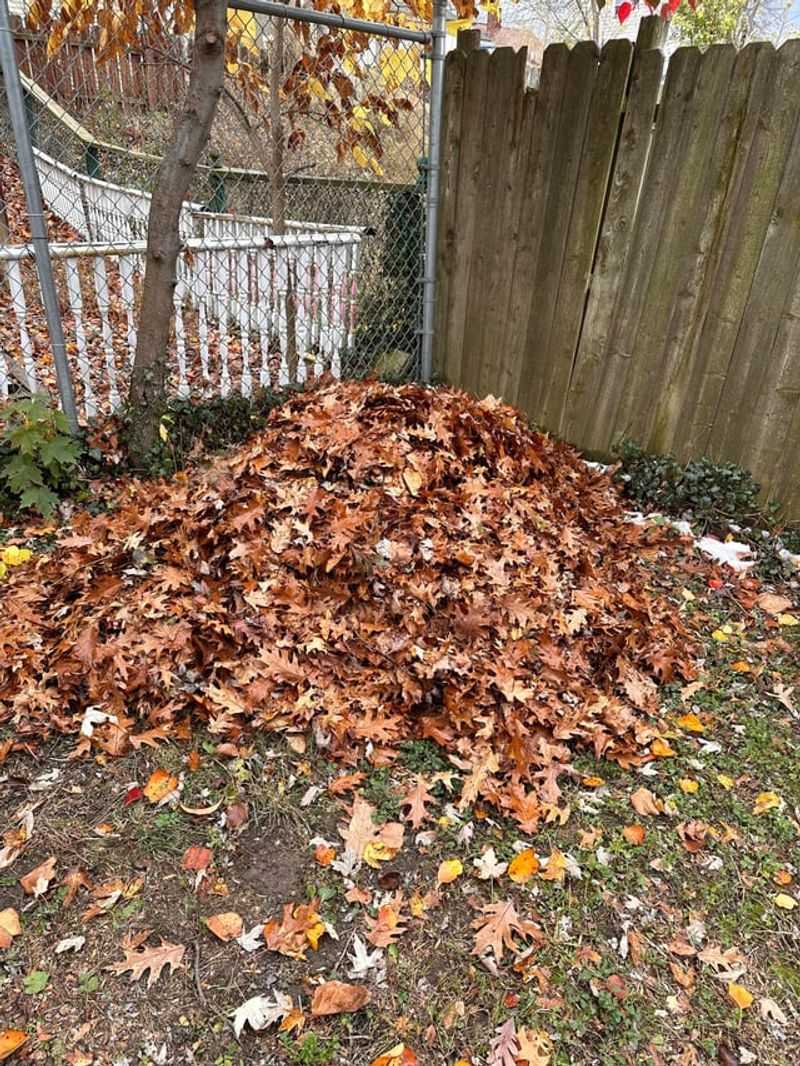 Nuisance Claims Rarely Succeed For Natural Leaf Fall