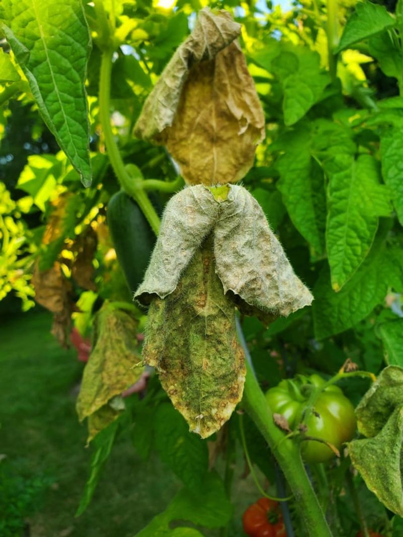 Weakened Plants Become Easy Targets for Infection