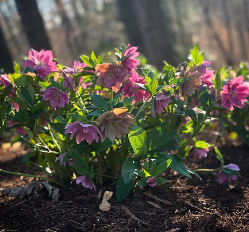 Grabbing Hellebores Without Considering Soil Drainage Needs
