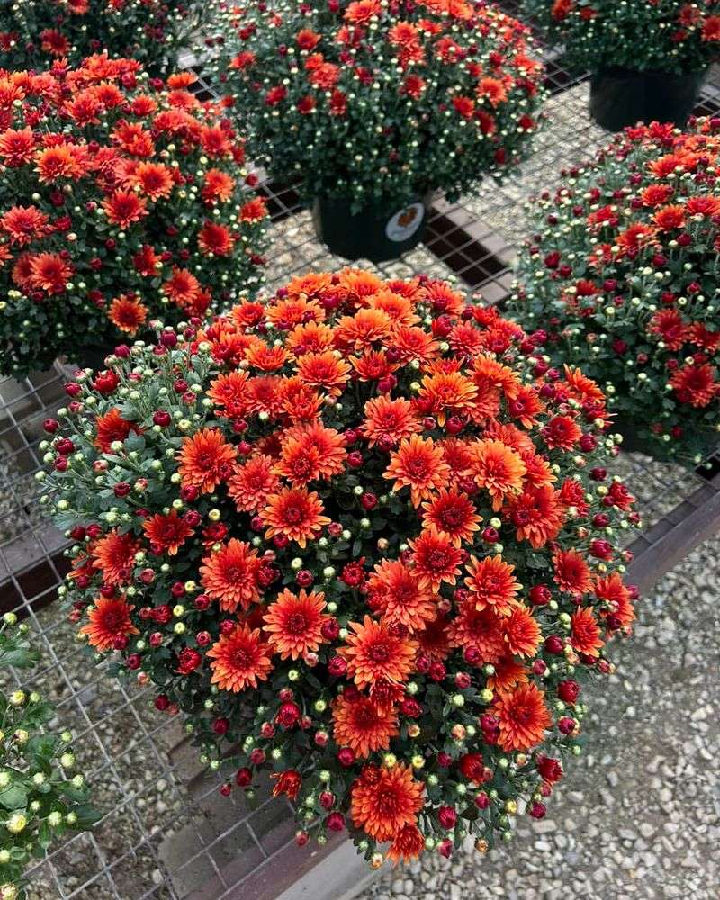 Picking the Wrong Size for Your Space