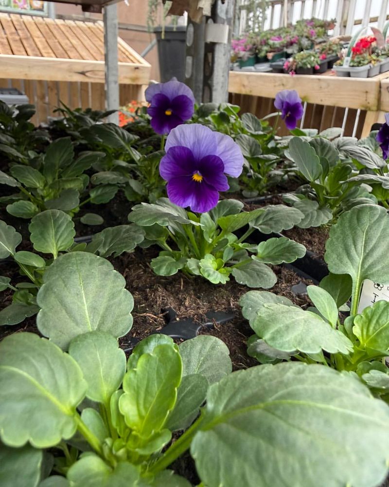 Buying From Poorly Maintained Garden Centers