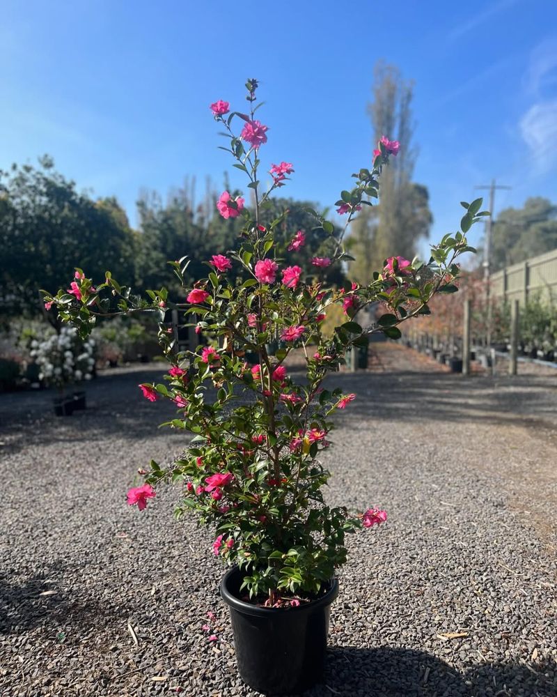 Selecting The Wrong Mature Size