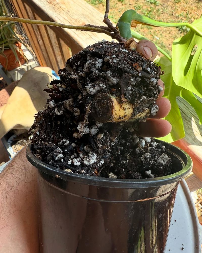 Buying Plants With Root Problems