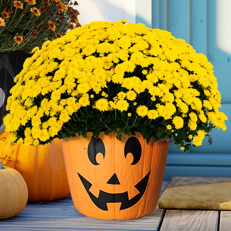 Buying Based Only On Flower Color