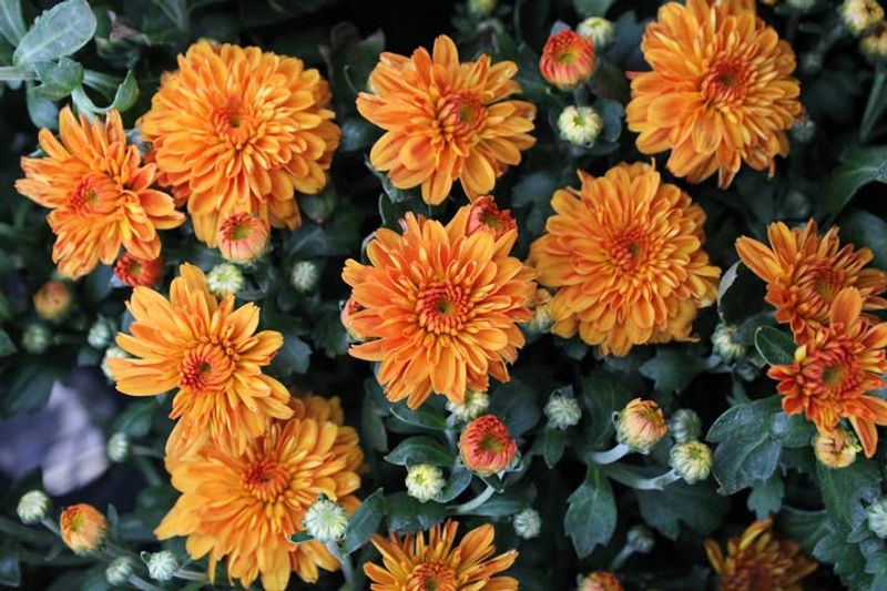 Ignoring Proper Drainage Needs