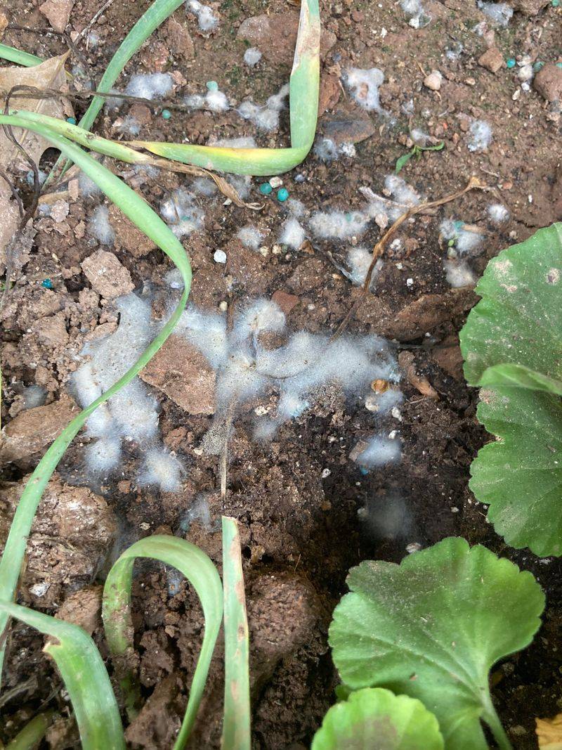 Lower Temperatures Slowing Soil Drying