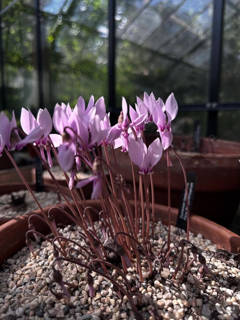 Using Heavy Clay Soil