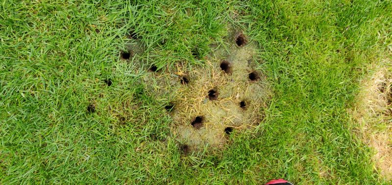 Neglecting to Aerate Compacted Soil