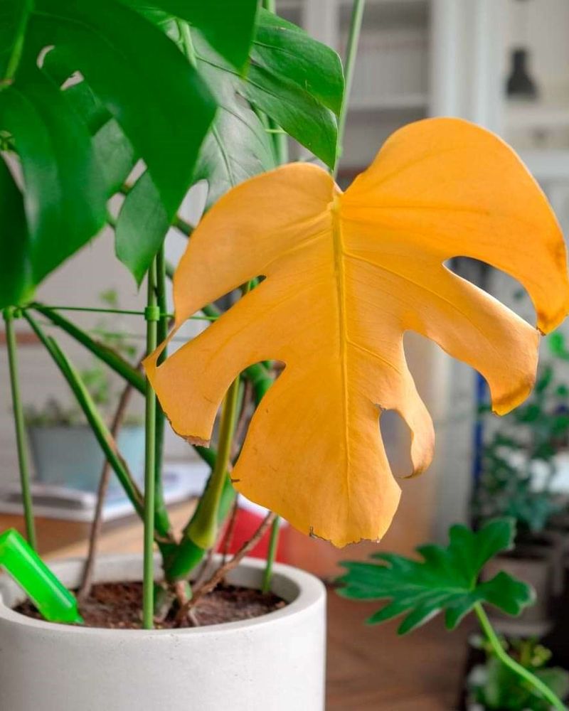 Yellowing From Chlorophyll Breakdown