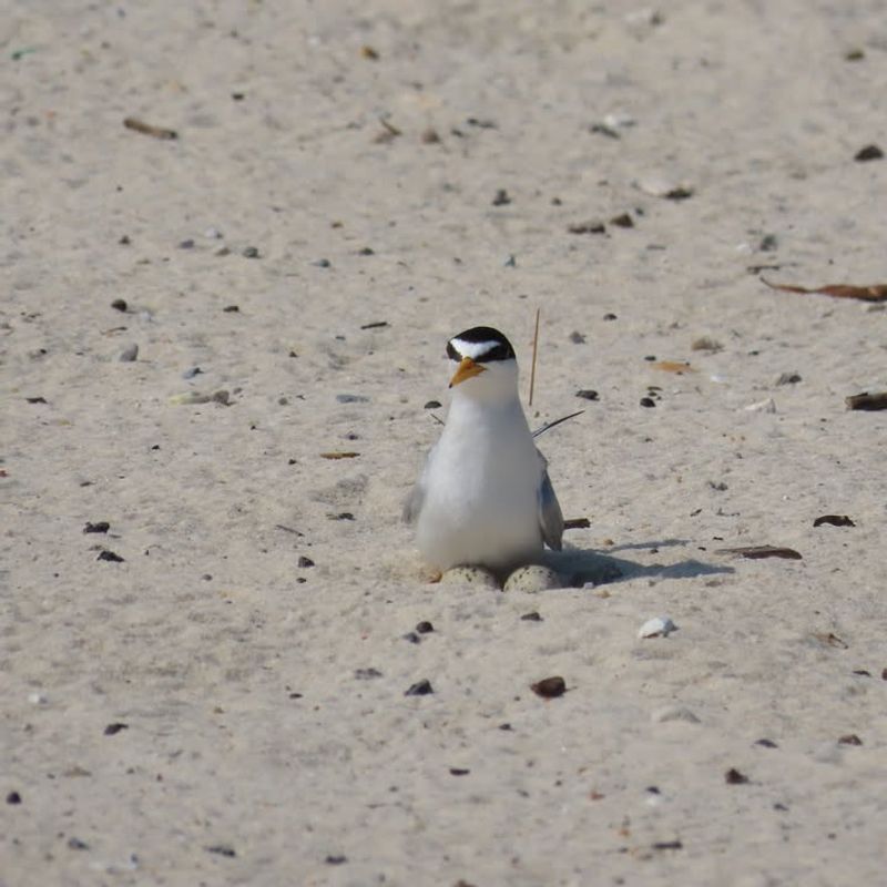 Interior Least Tern