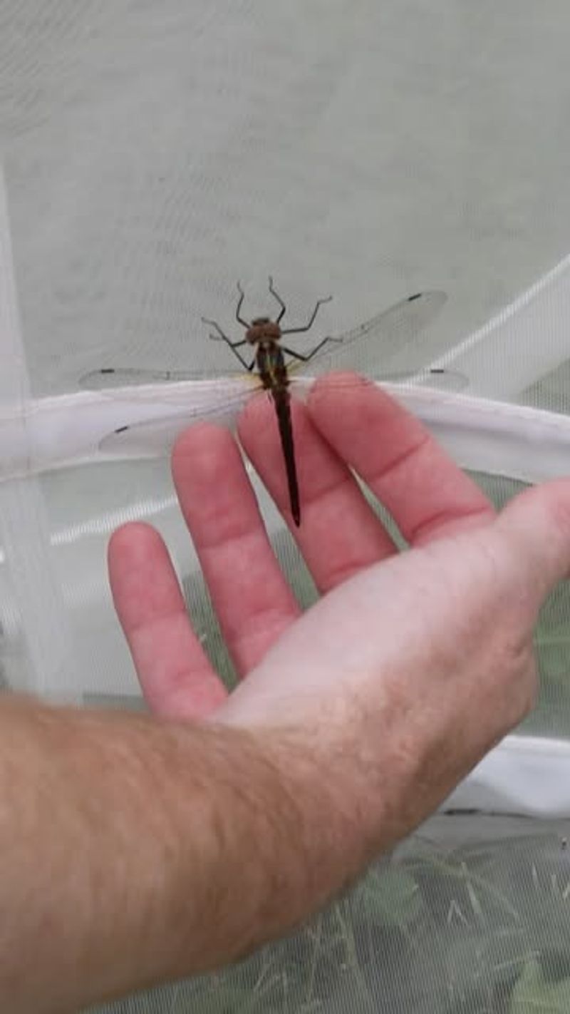 Hine's Emerald Dragonfly