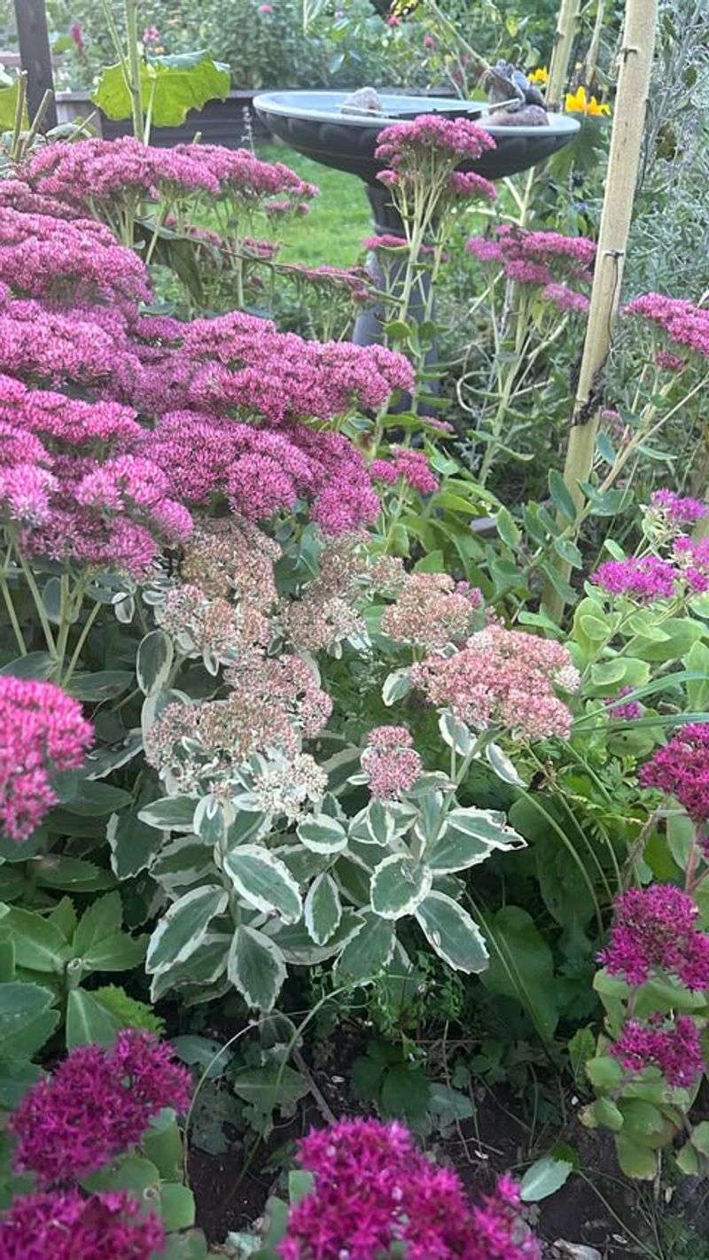 Sedum