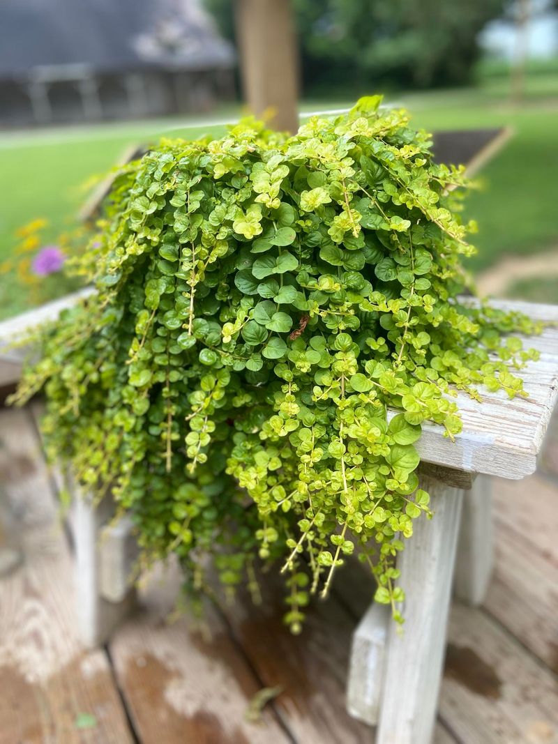 Creeping Jenny