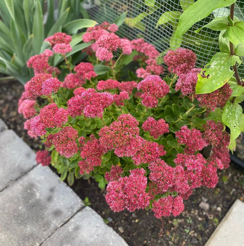 Sedum (Stonecrop)