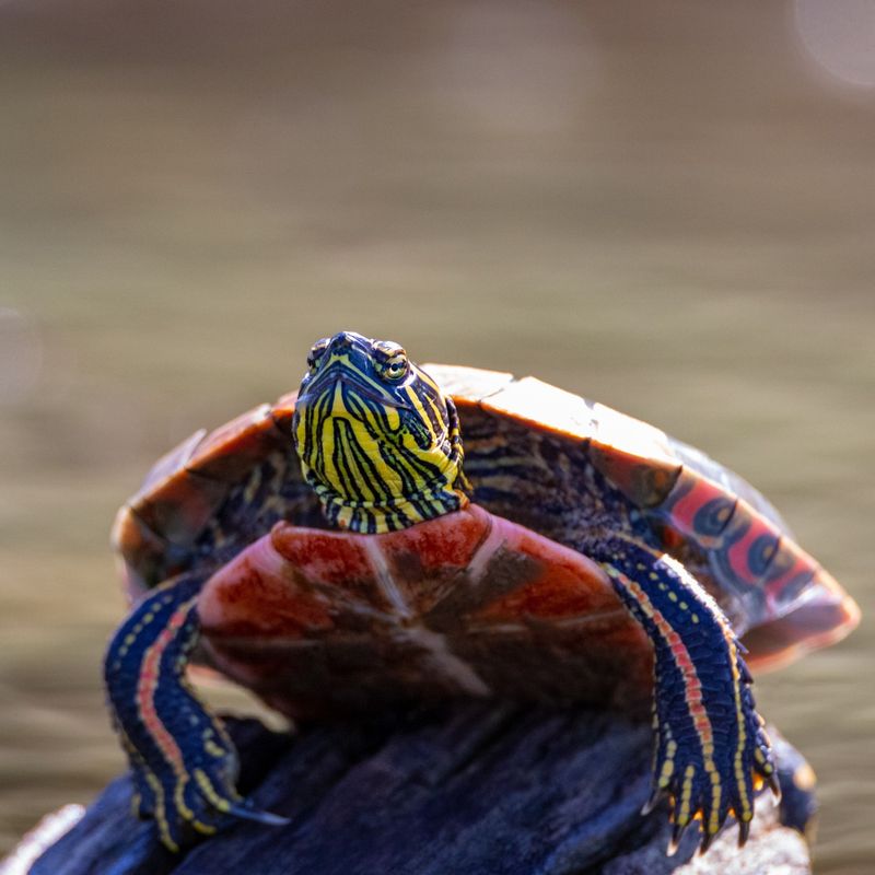 Western Painted Turtles