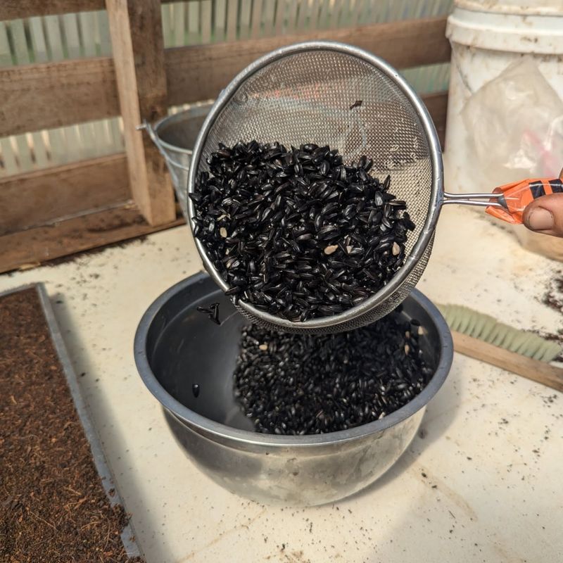 Affordable And Budget-Friendly Option