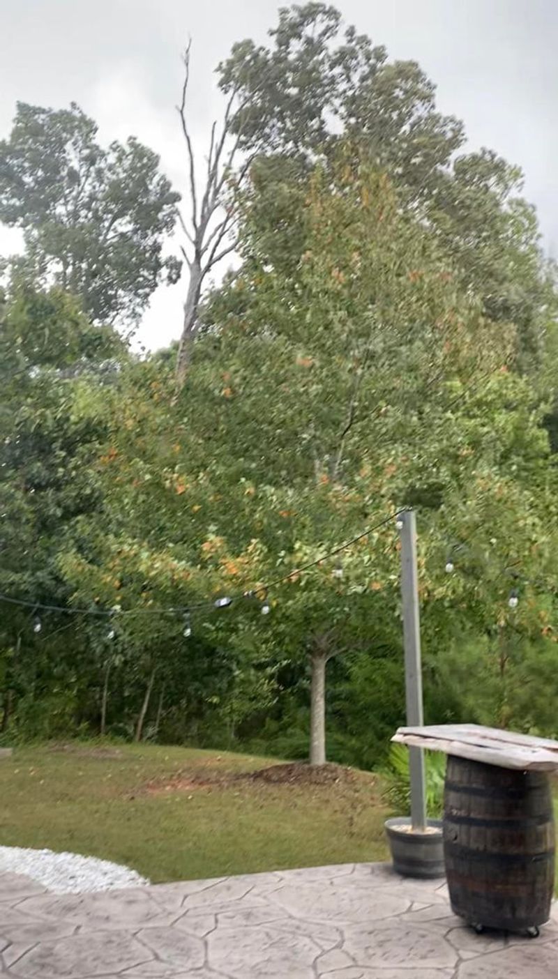 Wind-Blown Debris Caught in Forks