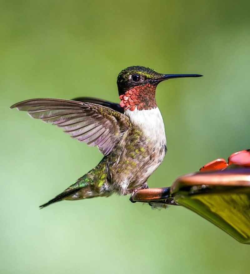 Ruby-throated Hummingbird
