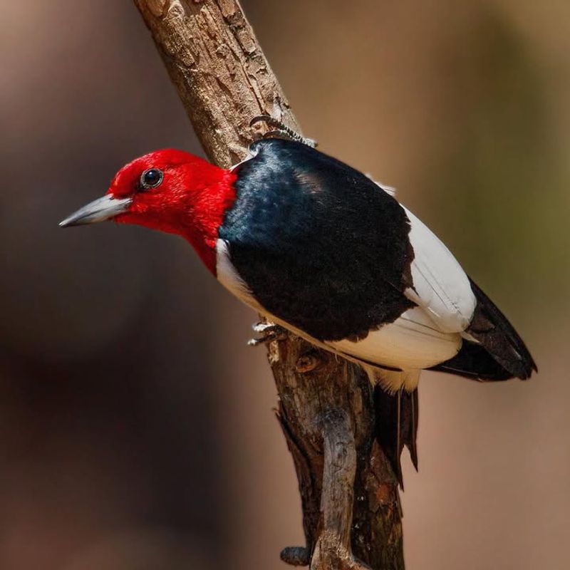 Red-Headed Woodpeckers