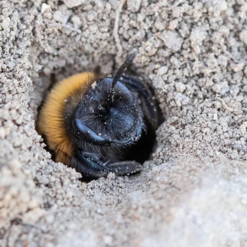 Bumblebees Nesting Underground