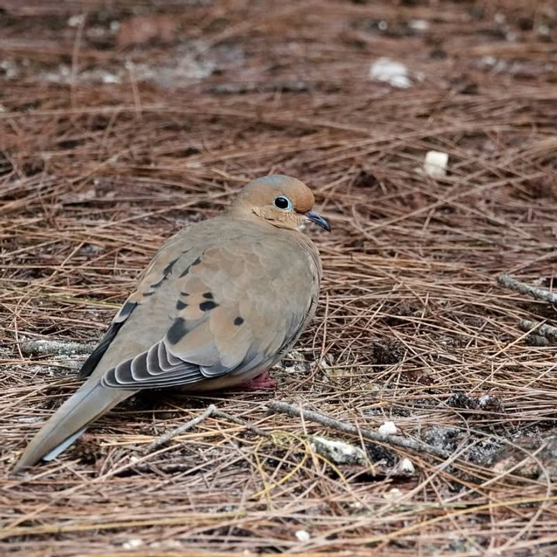 Mourning Doves