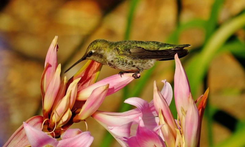 Attracts Hummingbirds and Pollinators Daily