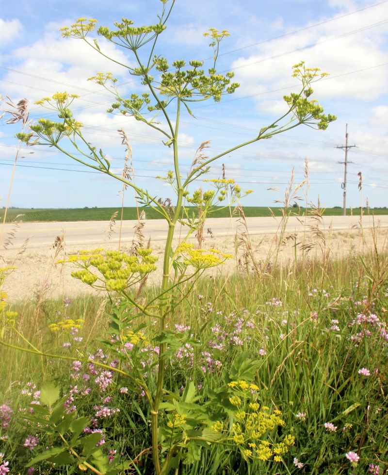 Wild Parsnip