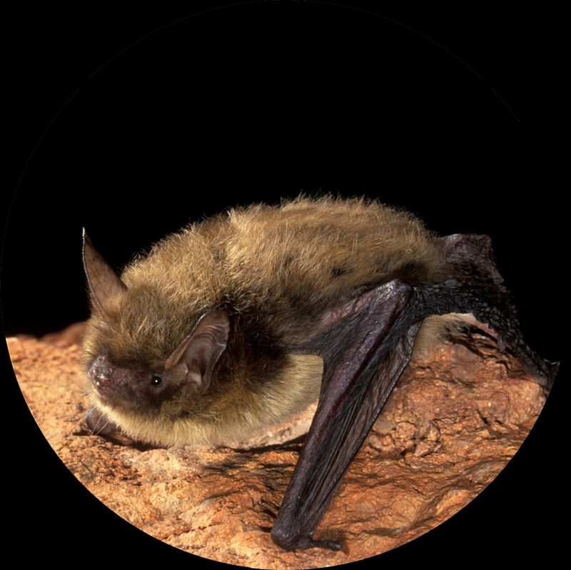 Northern Long-eared Bat