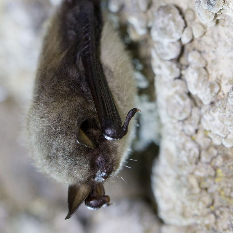 Gray Bat