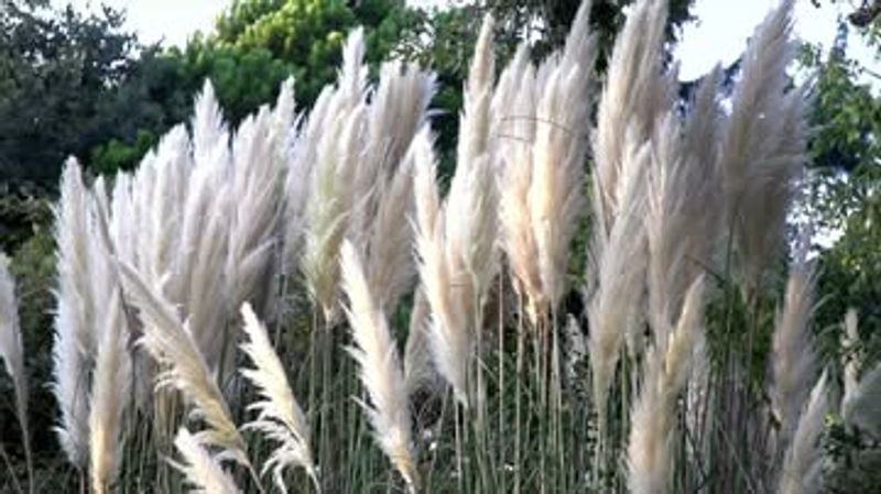 Pampas Grass