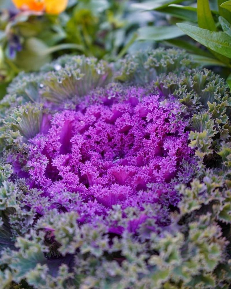 Ornamental Kale
