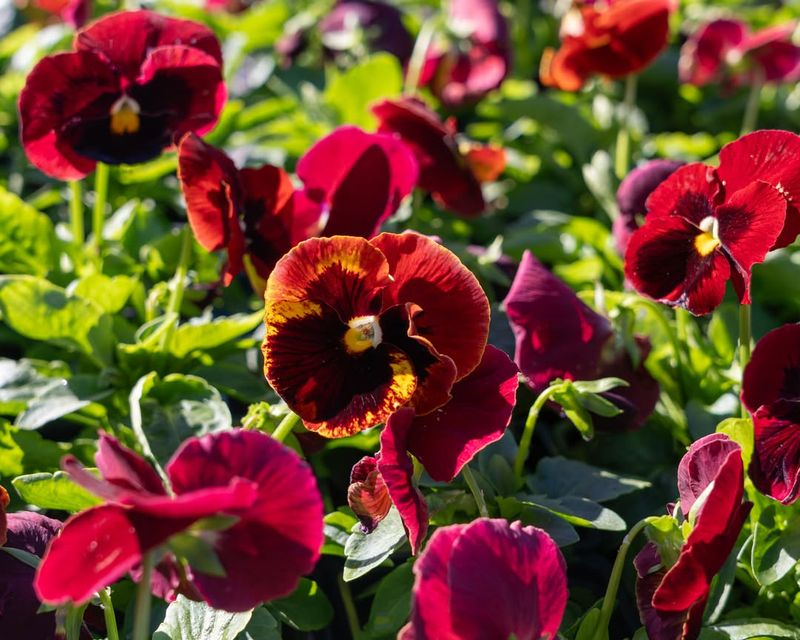 They Come in Hundreds Of Color Combinations