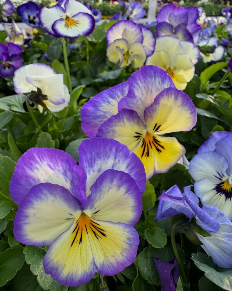 Deadheading Keeps Them Blooming Longer