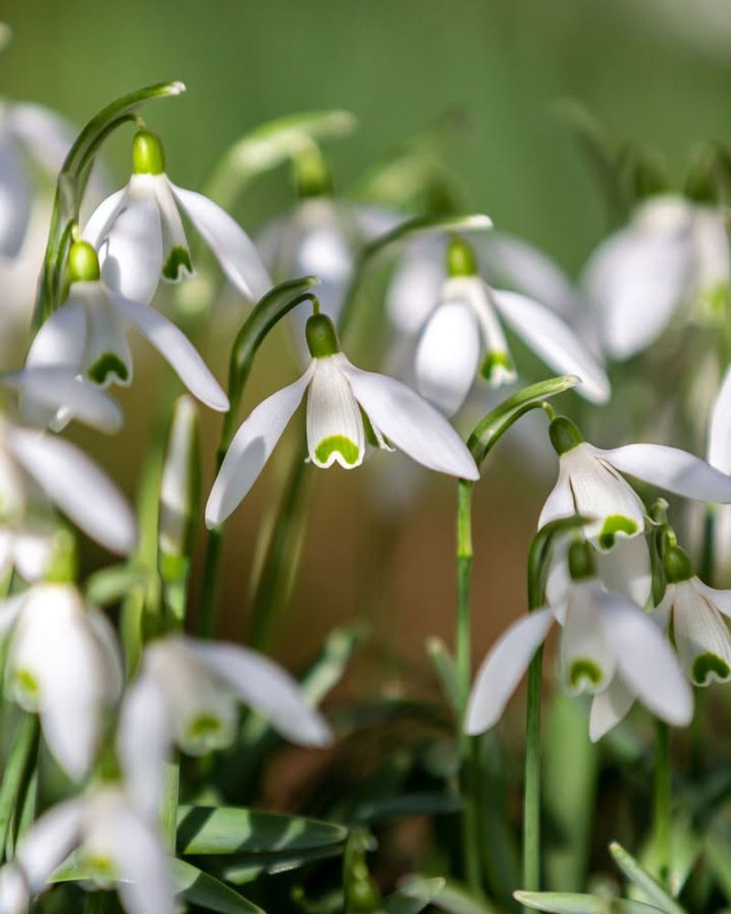 Snowdrops Signal Spring's Approach