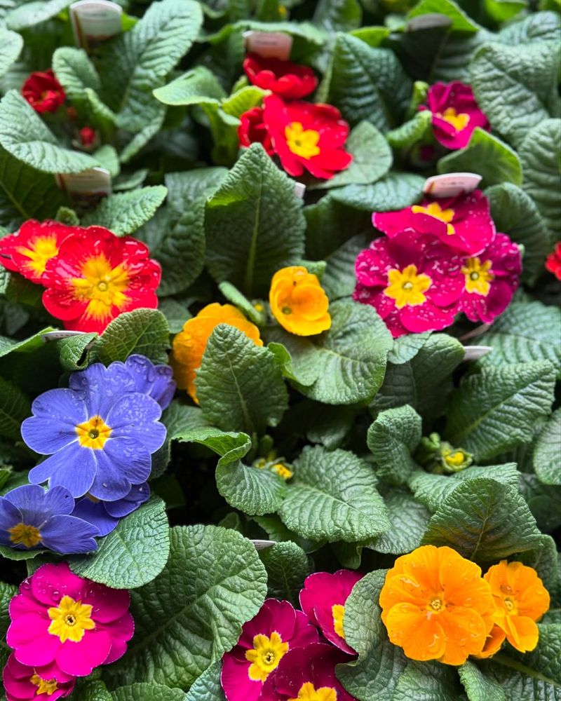 Primrose (Primula)