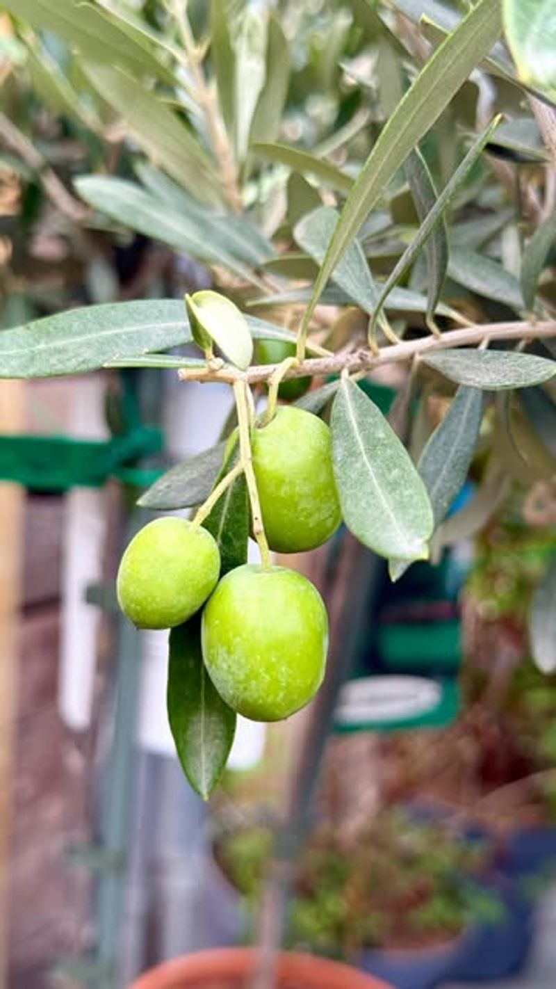 Olive Trees