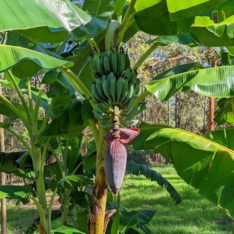 Banana Trees