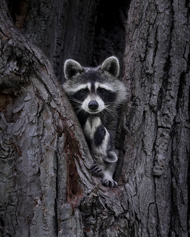 Raccoon Dens Inside Hollow Trunks