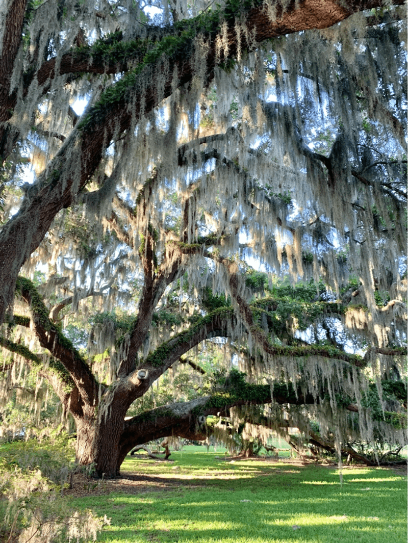 Spanish Moss Clumps